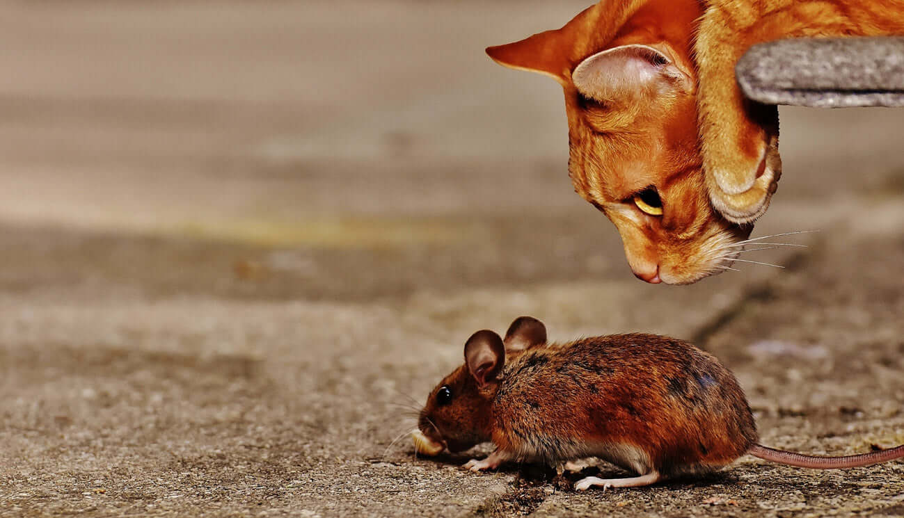 Wir bauen eine Maus