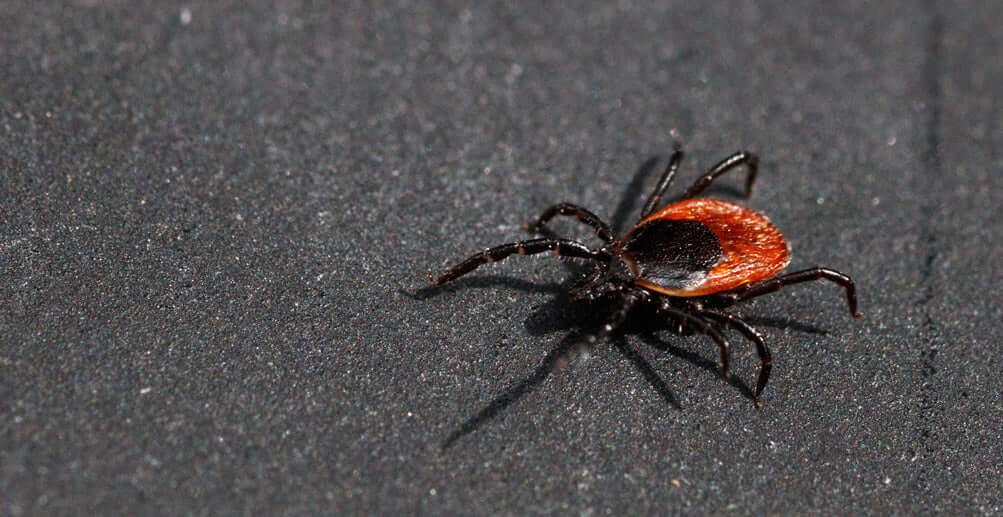 Zecken – Was tun gegen den Parasiten?