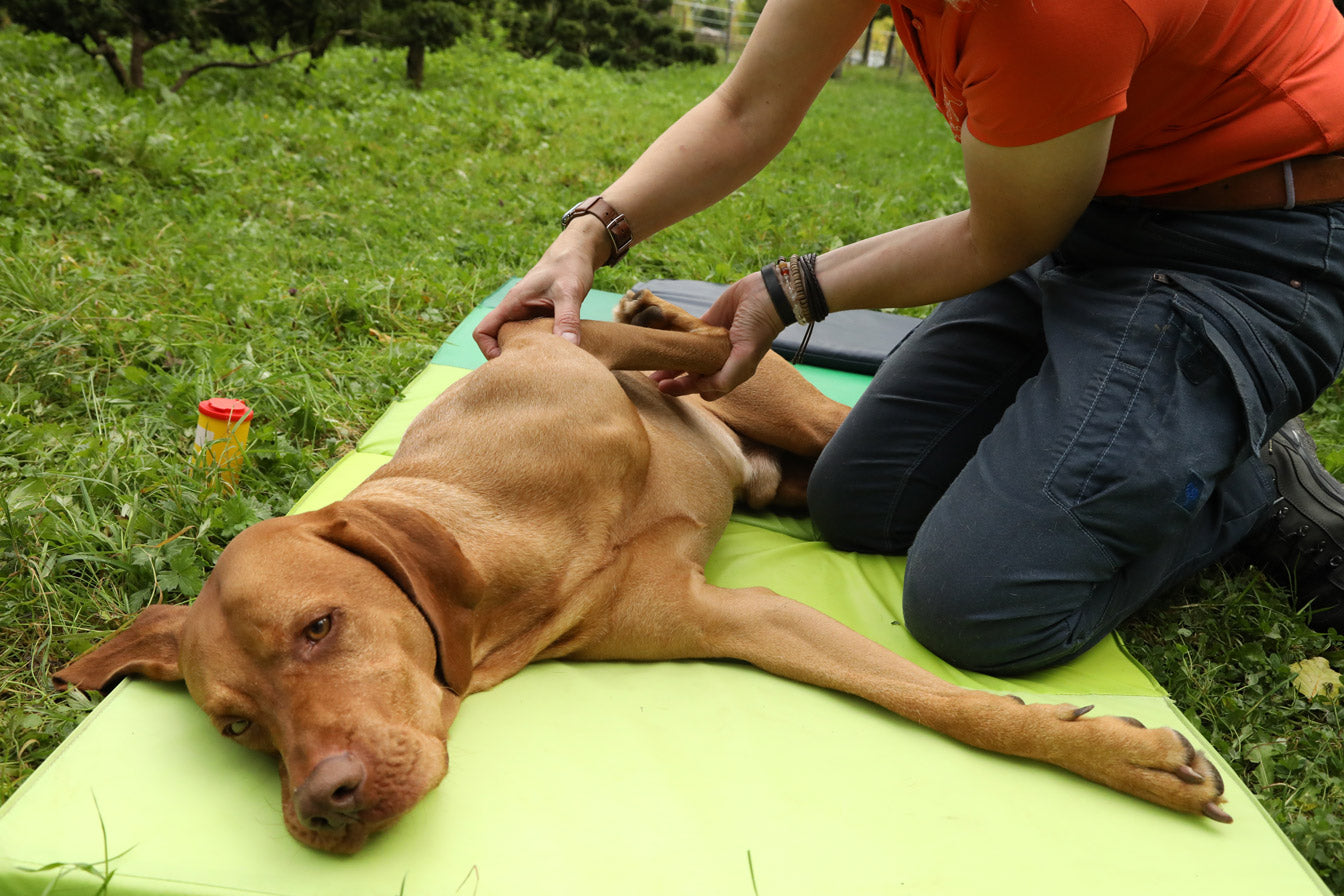 Rundum gesunder Hund