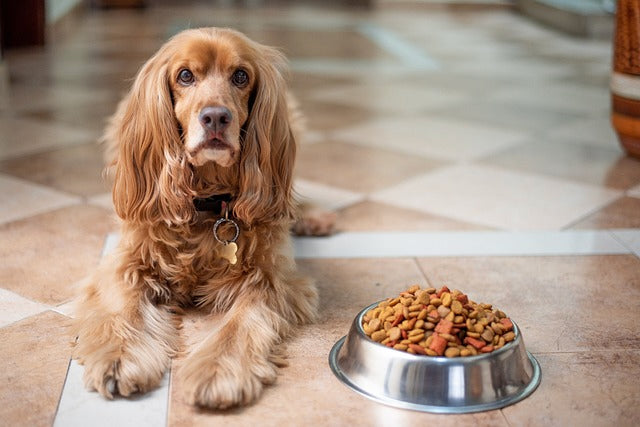 Gesunde Hundeernährung: Warum sie so wichtig ist und welche Risiken falsches Futter birgt