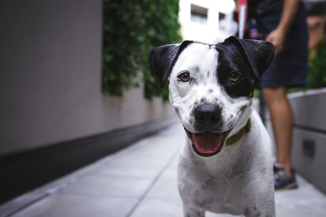 Hunde aus dem Ausland aufnehmen? Natürlich! Warum nicht?