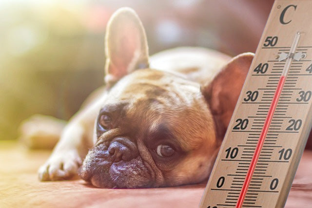 Abkühlung für Hunde: 10 Tipps für einen kühlen Sommer