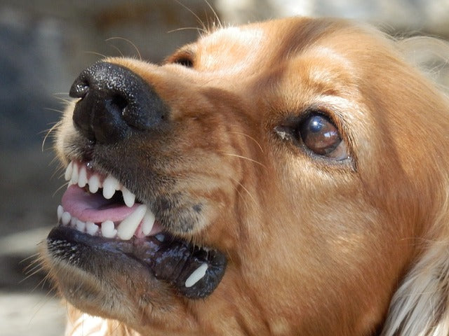 Warum bellt Brutus die Uniform an? Postboten und andere Uniformierte im Visier von Hunden