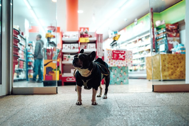 Hunde vor dem Supermarkt anbinden? Auf keinen Fall!