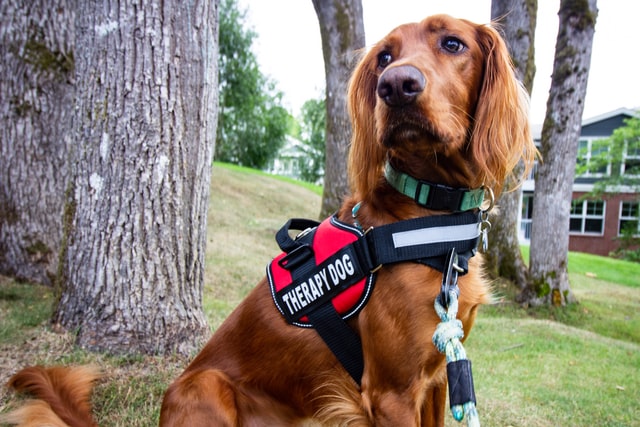 Hundegeschirre: Wann und wie sollte man sie verwenden?