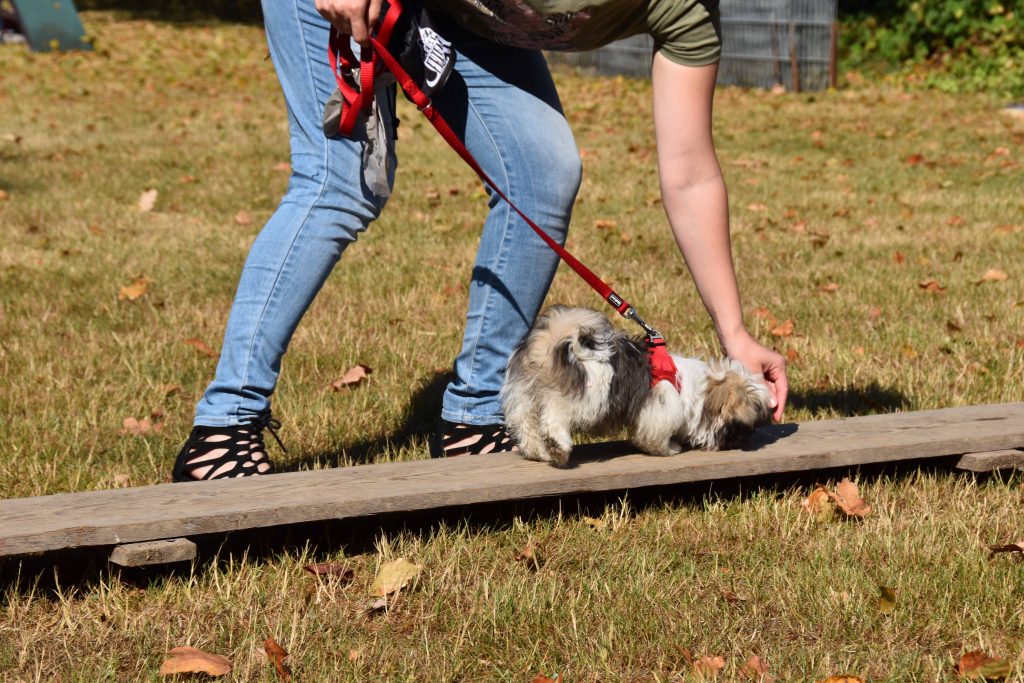 Wie finde ich eine gute Hundeschule oder einen passenden Hundetrainer in meiner Umgebung?