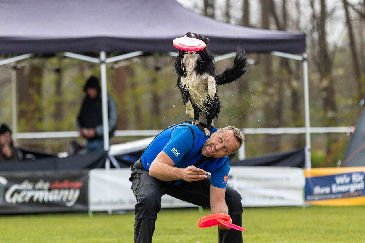 Hundesportarten: Welche gibt es, und wie viele? 🐾