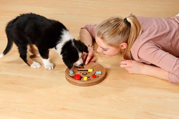 Intelligenzspiele für Hunde: So hältst du deinen Vierbeiner mental fit
