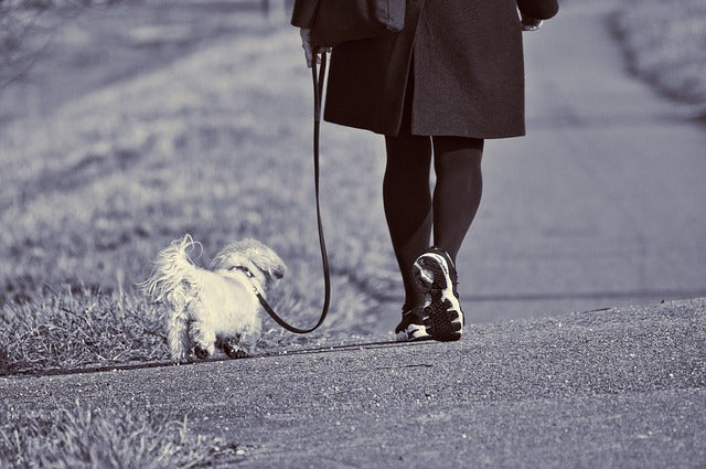 Wie wählt man die richtige Leine für einen Hund?