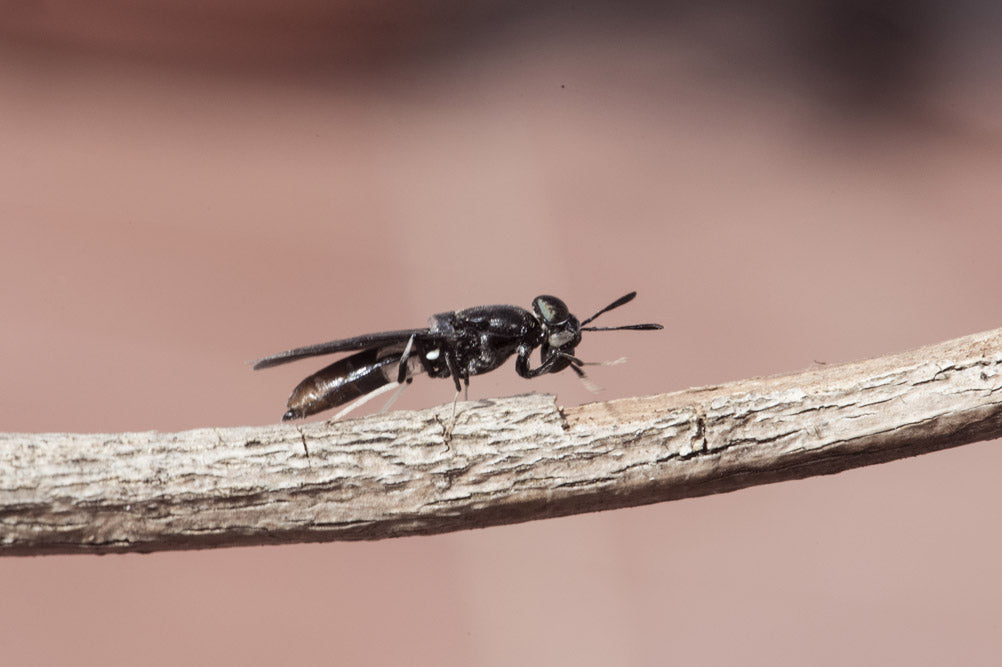 Insektenfutter für Hunde - Hypoallergene Ernährung?