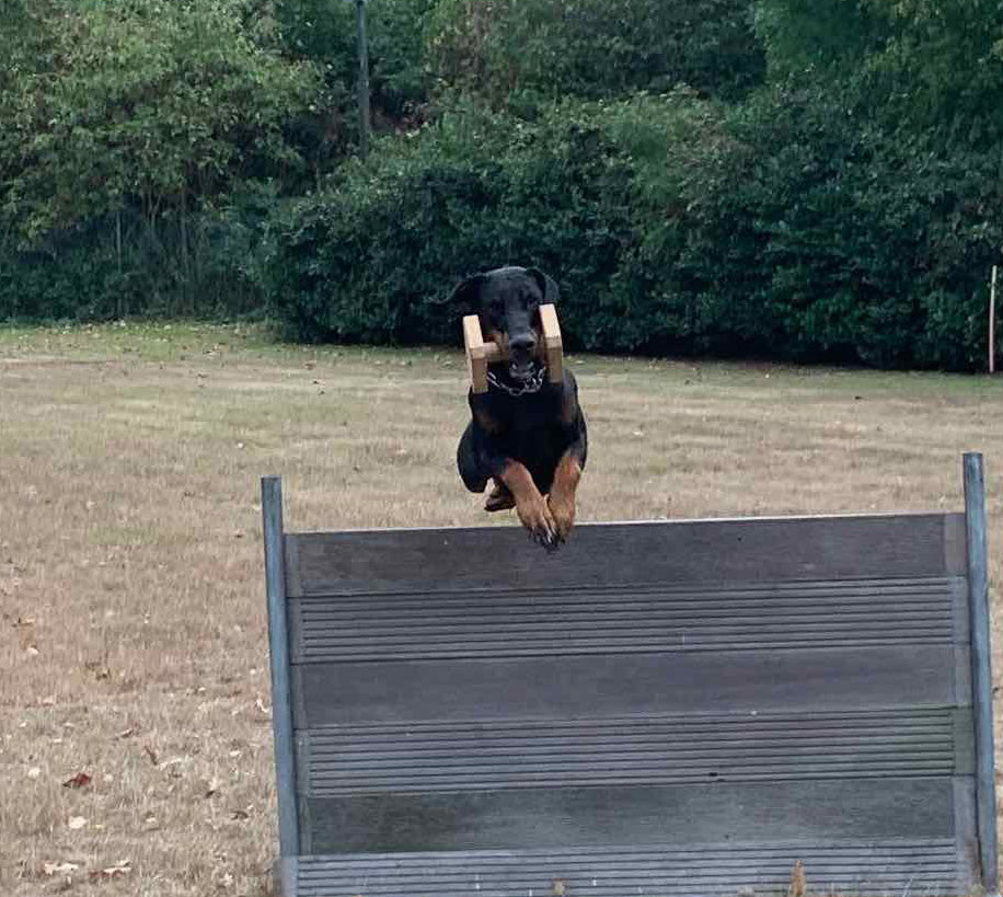 Sporthunde