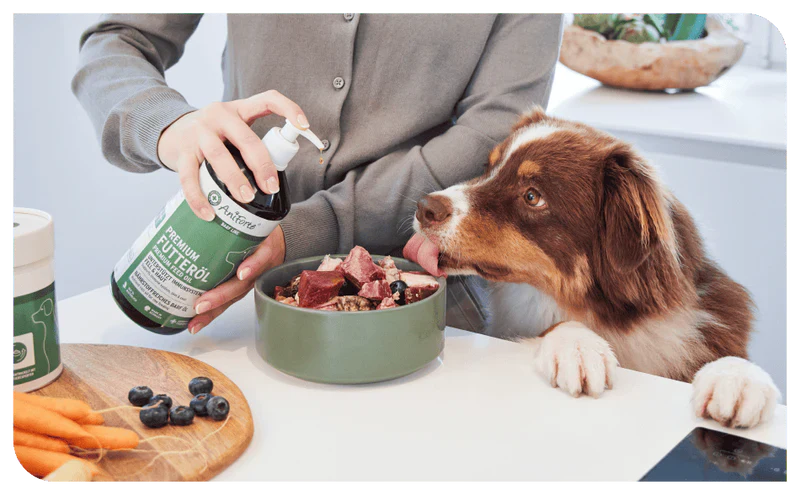 Hund bekommt Ergänzungsfuttermittel in seine Mahlzeit