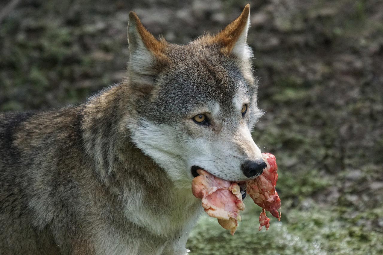 BARF für Hunde