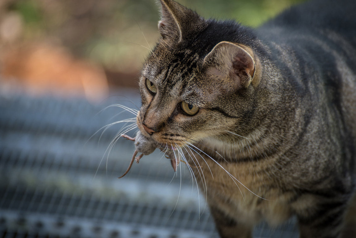 BARF für Katzen
