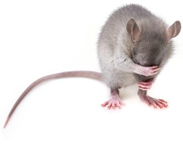 Futtertiere - BARFeGO®