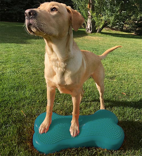 FitPAWS® K9 FITbone - Balance Pad