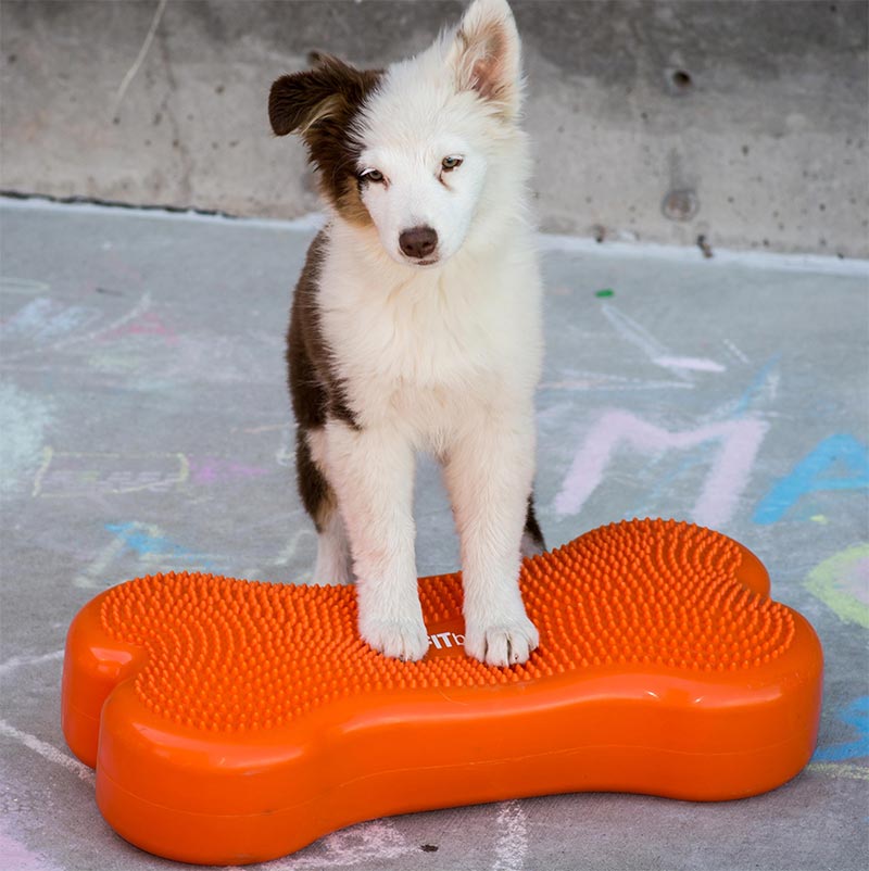 FitPAWS® K9 FITbone - Balance Pad