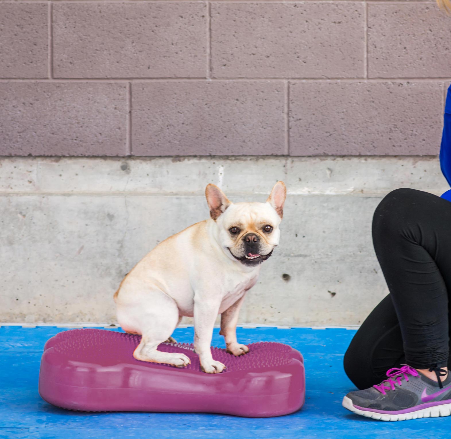 FitPAWS® K9 FITbone - Balance Pad