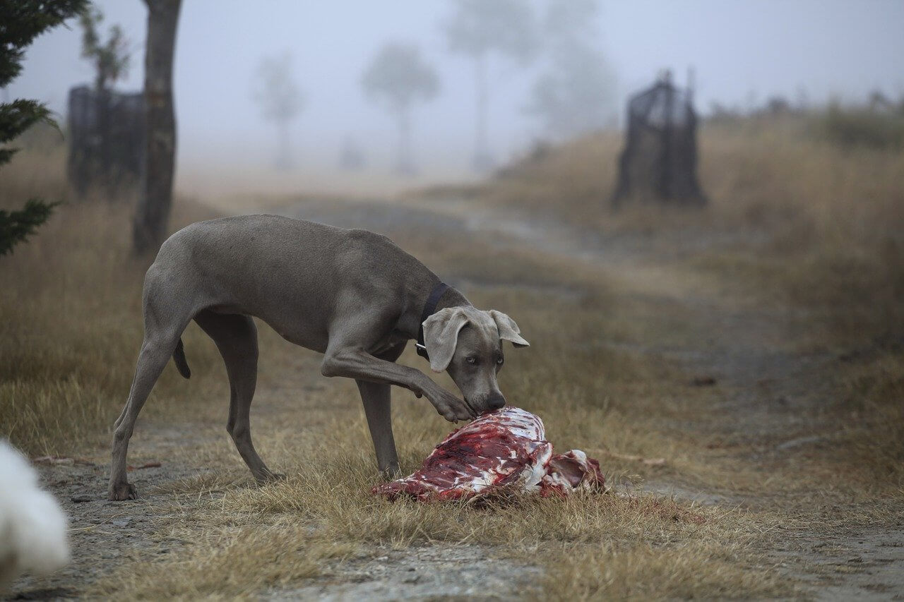 Warum ist es wichtig, dass Hunde ausgewogen ernährt werden?