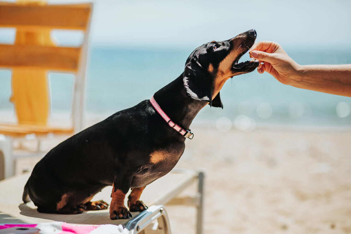 Wie füttere ich meinen Hund im Urlaub?