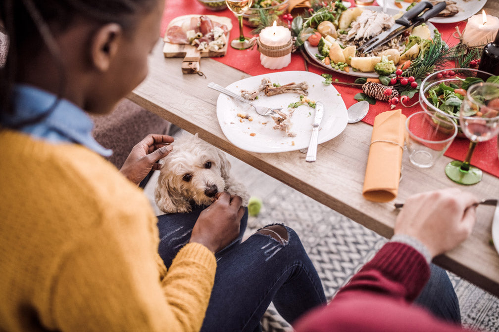 Essensreste sind kein Hundefutter