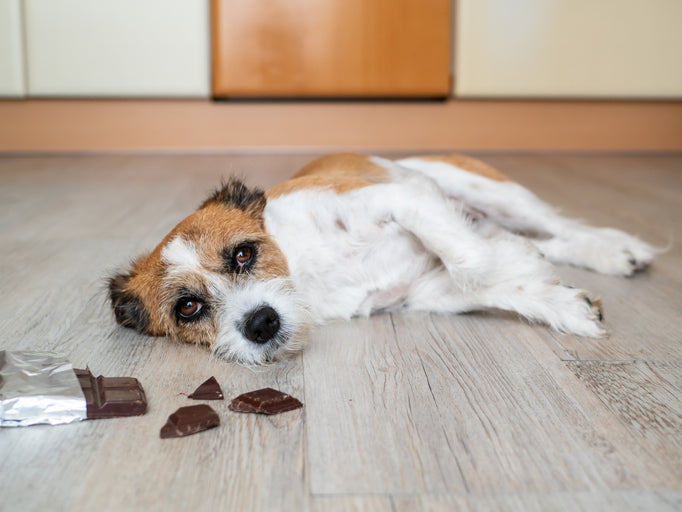 Vorsicht Giftig! - Was nicht in den Hund gehört