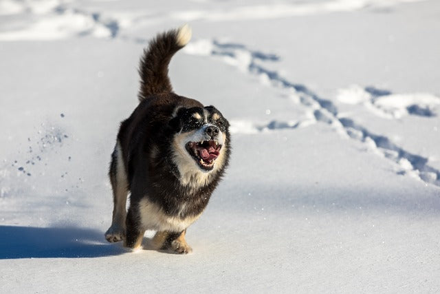 So bereitest du deinen Hund optimal auf den Winter vor