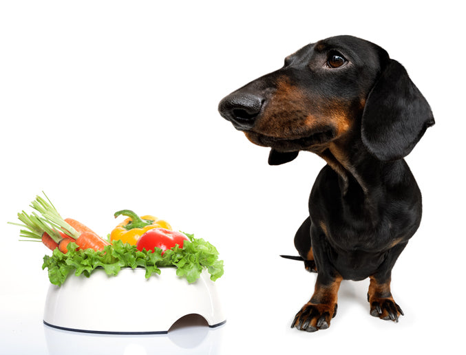 Hunde vegan ernähren: Ein Hund klärt auf