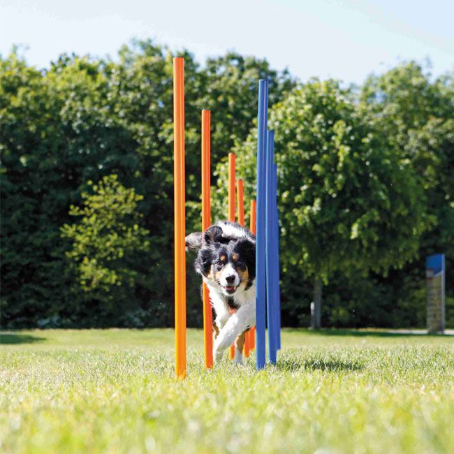 Slalom Agility Stangen Set