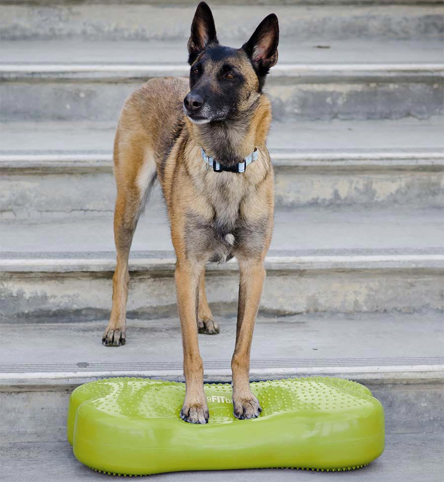 FitPAWS® K9 FITbone - Balance Pad